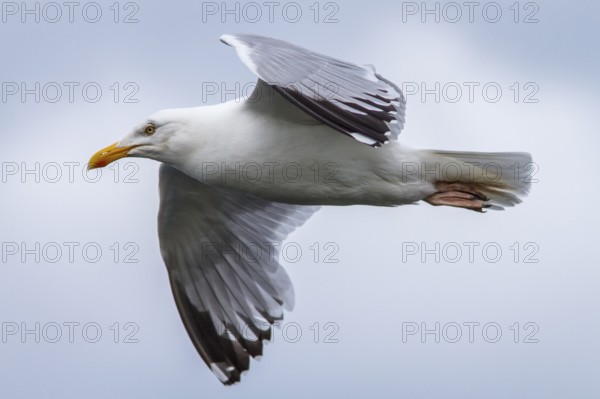 European Herring Gull (Larus argentatus), flying, East Yorkshire, United Kingdom