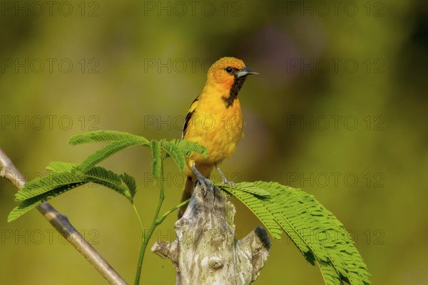 Streak-backed Oriole Icterus pustulatus El Tuito, Jalisco, Mexico 10 June Immature Male Icteridae