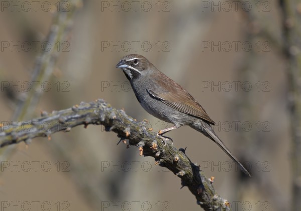 Five-striped Sparrow (Amphispiza quinquestriata), Arizona, USA