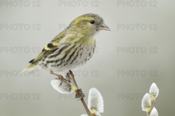 Eurasian Siskin (Spinus spinus) female, North Rhine-Westphalia, Germany