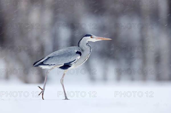 Grey Heron in white snow wind during cold winter. Wildlife scene from Norway nature. Snow storm with bird. Heron with snow in the nature habitat. Cold snowy winter in Europe