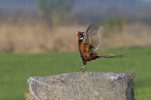 Fasan (Phasianus colchicus) Common Pheasant, male