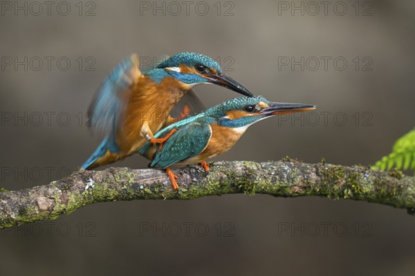 Common Kingfisher (Alcedo atthis) pair mating, Lower Saxony, Germany