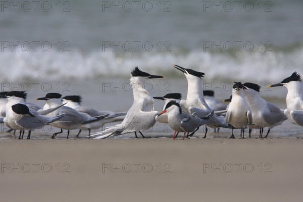 Sandwich Tern (Thalasseus sandvicensis), Schleswig-Holstein, Germany