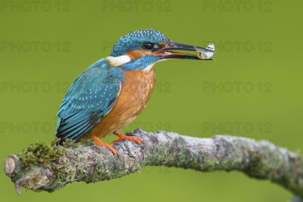 Common Kingfisher (Alcedo atthis) male perched on a branch with a fish in its beak, Lower Saxony, Germany