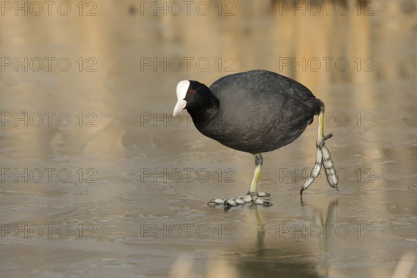 Meerkoet lopend op ijs, Coot walking on ice
