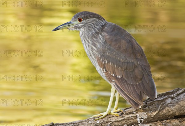 Black-crowned Night Heron (Nycticorax nycticorax), Arizona, USA