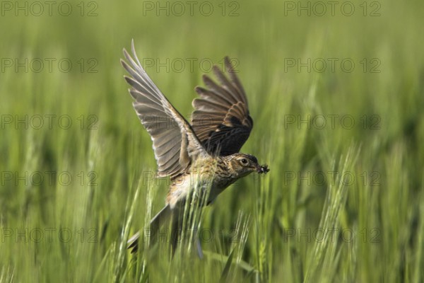 Eurasian Skylark (Alauda arvensis) flying, Rhineland-Palatinate, Germany