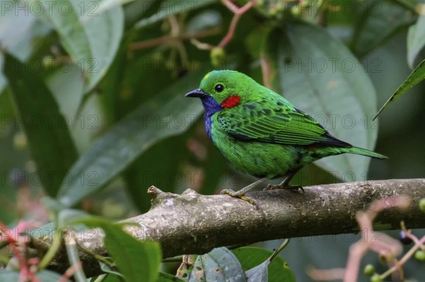 Orange-eared Tanager (Chlorochrysa calliparaea) perched on a branch in the Amazon in Peru