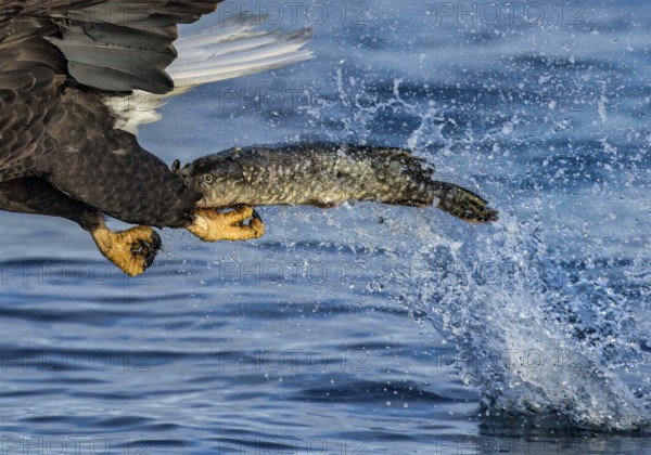 Bald Eagle (Haliaeetus leucocephalus) catching fish, Alaska, USA
