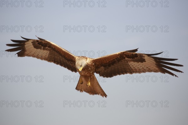 Red Kite (Milvus milvus) flying, Spain