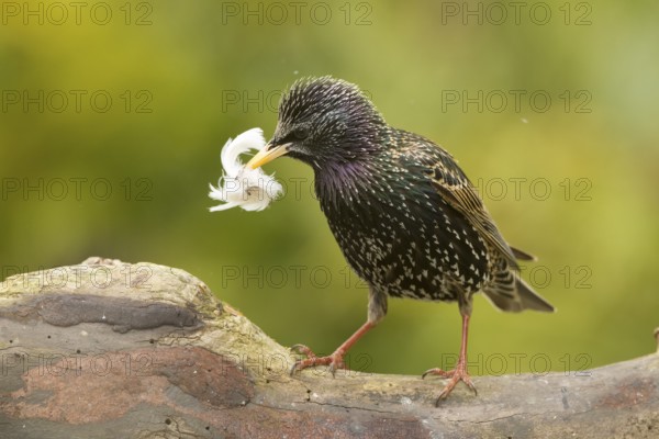 Common Starling (Sturnus vulgaris) carrying feather in beak, Bavaria, Germany