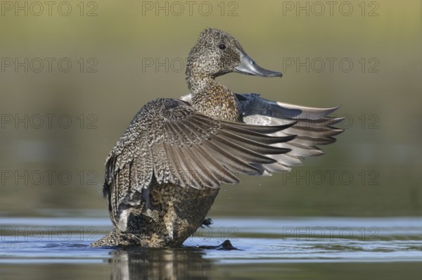 Freckled Duck (Stictonetta naevosa) female flapping Victoria, Australia