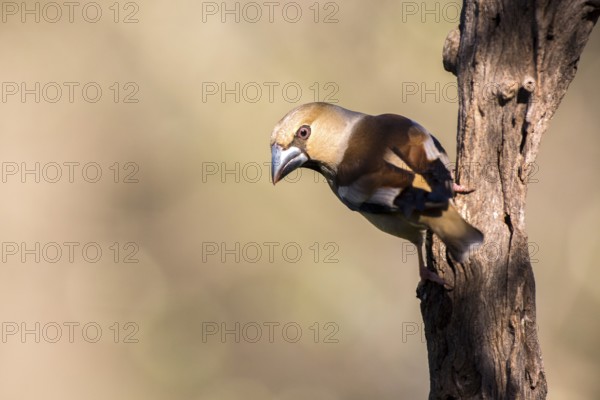 Hawfinch (Coccothraustes coccothraustes) male, Andalusia, Spain