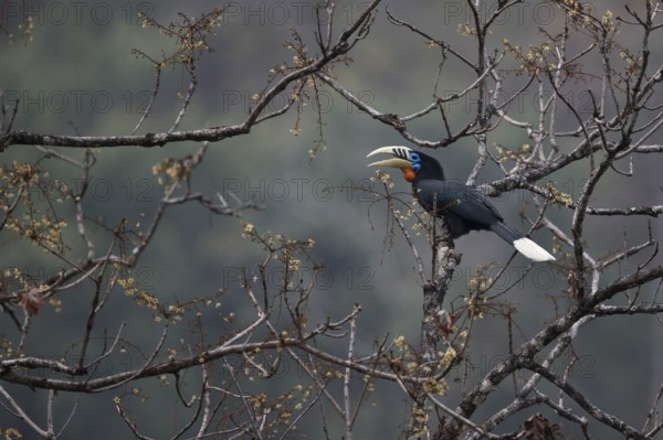 Rufous-necked Hornbill (Aceros nipalensis) male perched in tree, Manas National Park, Bhutan