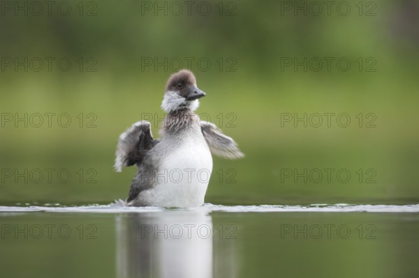 Barrow's Goldeneye (Bucephala islandica) chick, British Columbia, Canada