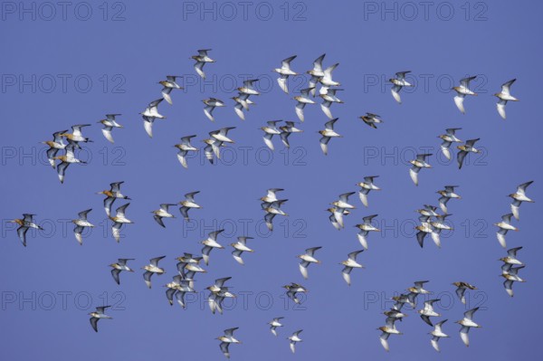 Ruff & Black-tailed Godwit & Sanderling (Calidris pugnax & Limosa limosa & Calidris alba) flock in flight, Lower Saxony, Germany