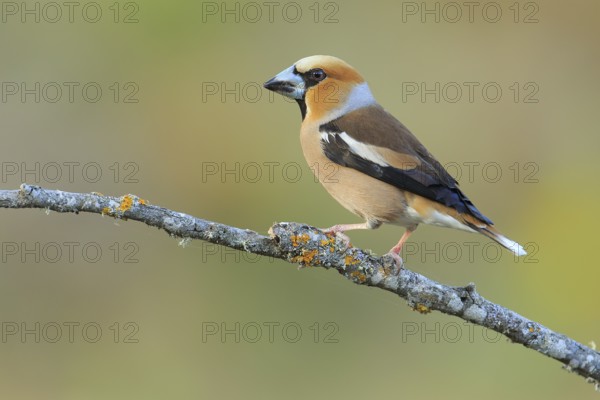 Hawfinch (Coccothraustes coccothraustes) male perched on lichen branch, Andalusia, Spain
