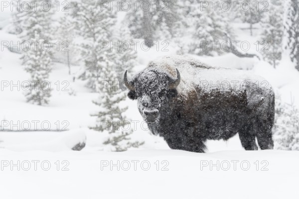 American Bison (Bos bison) adult in snowy countryside in snow storm, Yellowstone National Park, Wyoming, USA