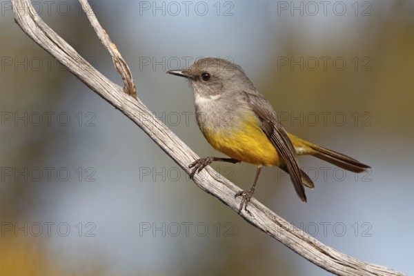 Western Yellow Robin (Eopsaltria griseogularis) perched on a branch, South Australia, Australia