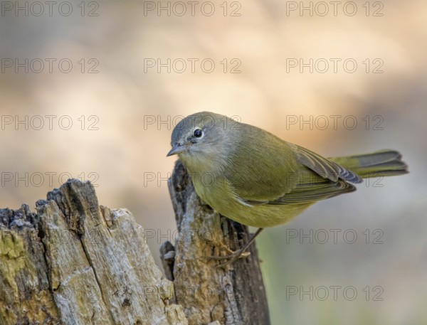 Orange-crowned Warbler, Oreothlypis celata, perched on a log in the Autumn in Saskatoon, Saskatchewan, Canada