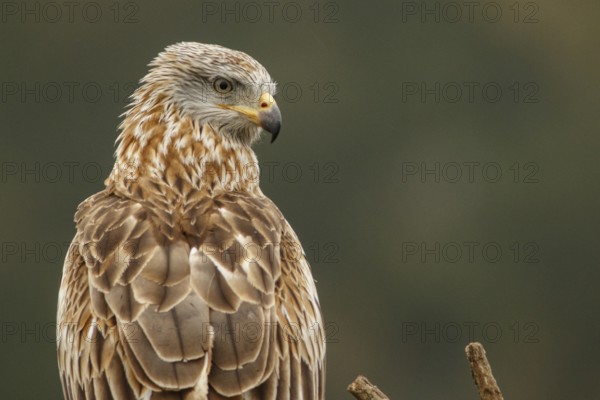 Red Kite (Milvus milvus), perched on a branch, Castile and Leon, Spain