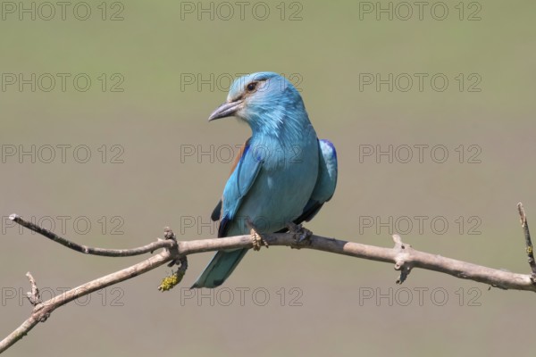 European Roller (Coracias garrulus) perched on a branch, Puszta, Hungary