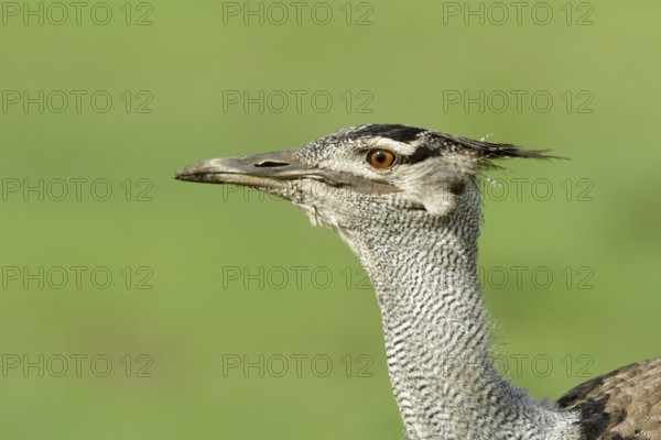 Koritrap portret, Kori Bustard portret