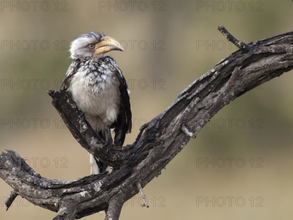 Geelsnaveltok, Southern Yellow-Billed Hornbill, Tockus leucomela