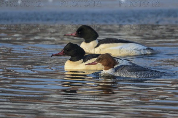 Common Merganser (Mergus merganser) group simming on an ice edge, Mecklenburg-Western Pomerania, Germany