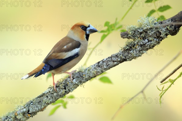 Hawfinch (Coccothraustes coccothraustes) male perched on lichen covered branch, Andalusia, Spain