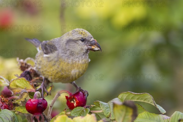 Common Crossbill - Fichtenkreuzschnabel - Loxia curvirostra ssp. curvirostra, Germany, adult female, Type C 'Glip Crossbill'