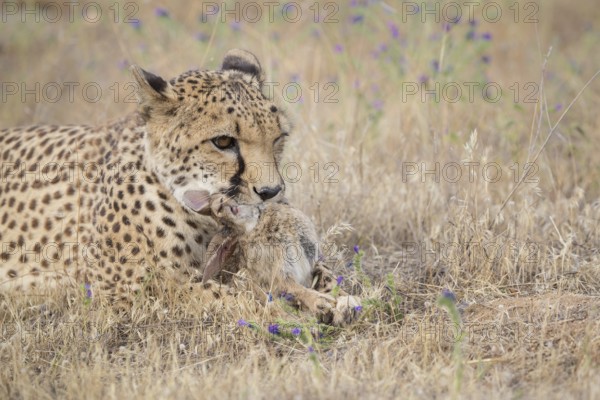Cheetah (Acinonyx jubatus) feeding on rabbit carcass, Spain