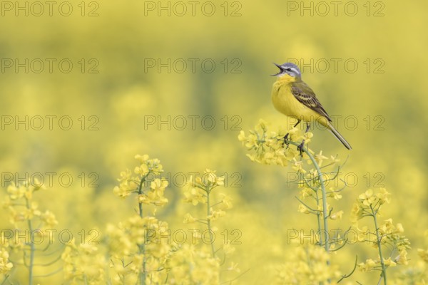 Western Yellow Wagtail (Motacilla flava) singing in a rape field, Poland