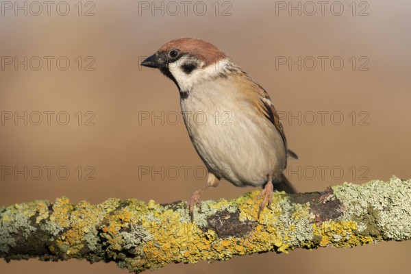 Eurasian Tree Sparrow (Passer montanus) perched on a branch, Lower Saxony, Germany