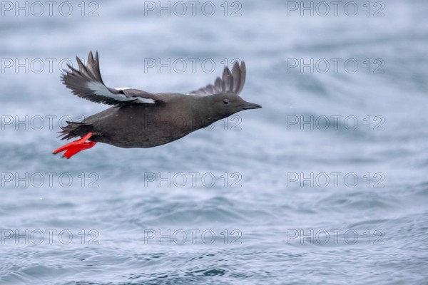 Black Guillemot (Cepphus grylle) flying, Norway
