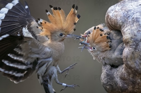 Eurasian Hoopoe (Upupa epops) feeding juveniles in breeding cavity, Saxony-Anhalt, Germany