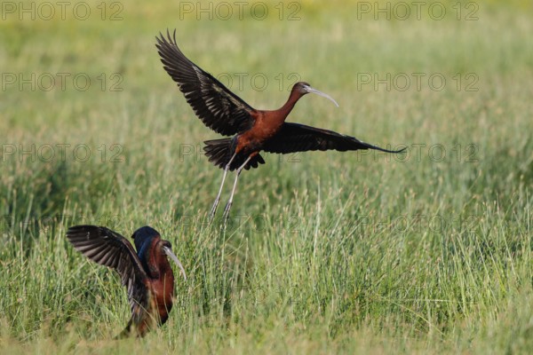 Glossy Ibis (Plegadis falcinellus) flying, Lesvos, Greece