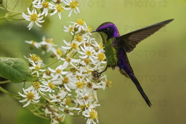 Purple-backed Thornbill (Ramphomicron microrhynchum) perched on a branch in the Andes mountains of Colombia