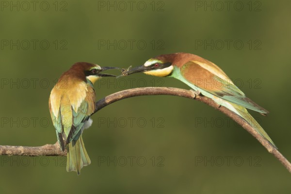 European Bee-eater (Merops apiaster) pair displaying, perched on a branch, Serbia