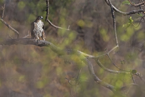 Bonelli's Eagle (Aquila fasciata), Oman