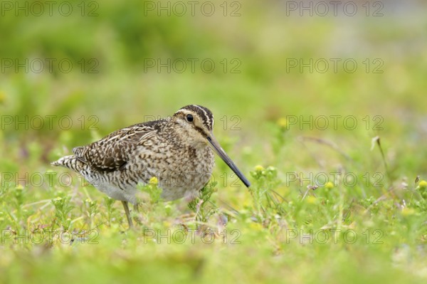 Common Snipe (Gallinago gallinago) perched on a meadow, Iceland