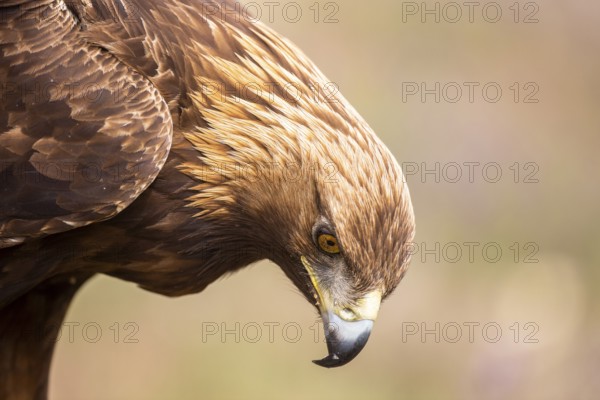 Golden Eagle (Aquila chrysaetos), Madrid, Spain