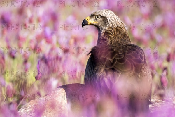 Black Kite (Milvus migrans), Madrid, Spain