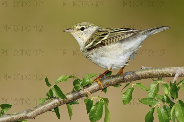 Blackpoll Warbler (Setophaga striata), Texas, USA