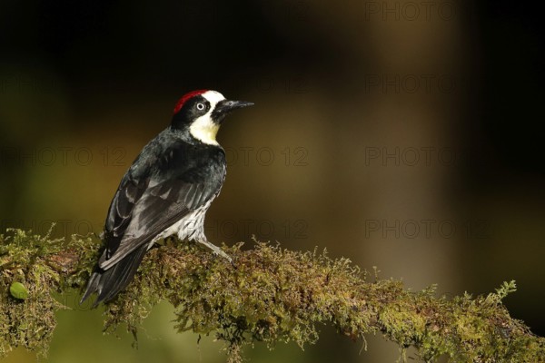 Acorn Woodpecker (Melanerpes formicivorus) male perched on a branch, Costa Rica