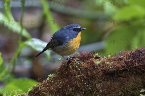 Snowy-browed Flycatcher (Ficedula hyperythra) male, Ngoc Linh, Vietnam