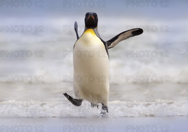 Wild bird in the water. Big King penguin jumps out of the blue water after swimming through the ocean in Falkland Island. Wildlife scene from nature. Funny image from the ocean
