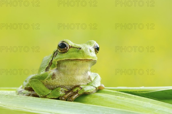 European tree frog, Hyla arborea, sitting on grass straw with clear green background. Nice green amphibian in nature habitat. Wild frog on meadow near the river, habitat
