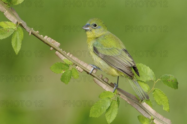 Painted Bunting (Passerina ciris) female, Texas, USA